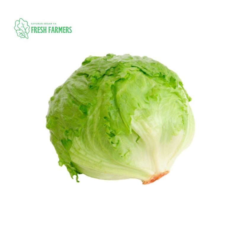 

Lettuce Head 1Kg Segar Grade A Super