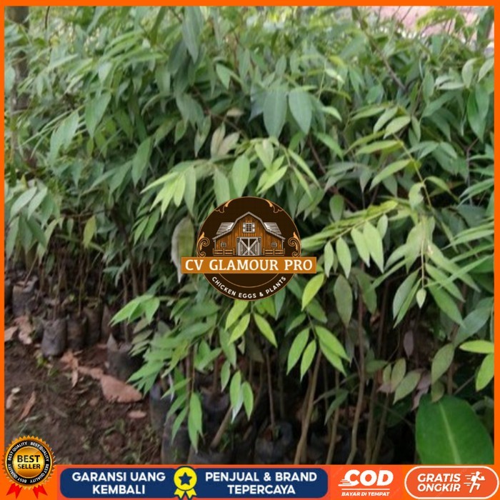 BIBIT POHON NAGASARI LANGKA/ BIBIT KAYU NAGASARI/TANAMAN NAGASARI Bibit Tanaman Super Unggul CV GLAM