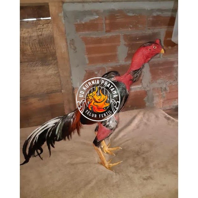 

TELUR AYAM SAIGON TANGGUH UNTUK DI TETASKAN UD KURNIA PRATAMA