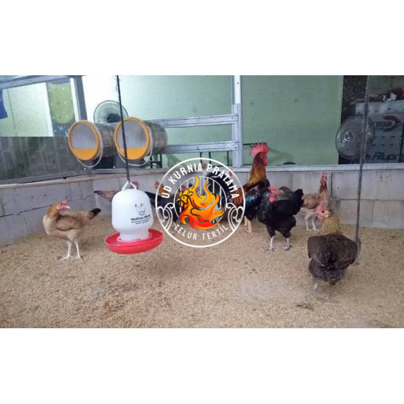 

TELUR FERTIL AYAM AKY YUDISTIRA INDUKAN MULTIGUNA TERSELEKSI UNTUK DITETASKAN UD KURNIA PRATAMA