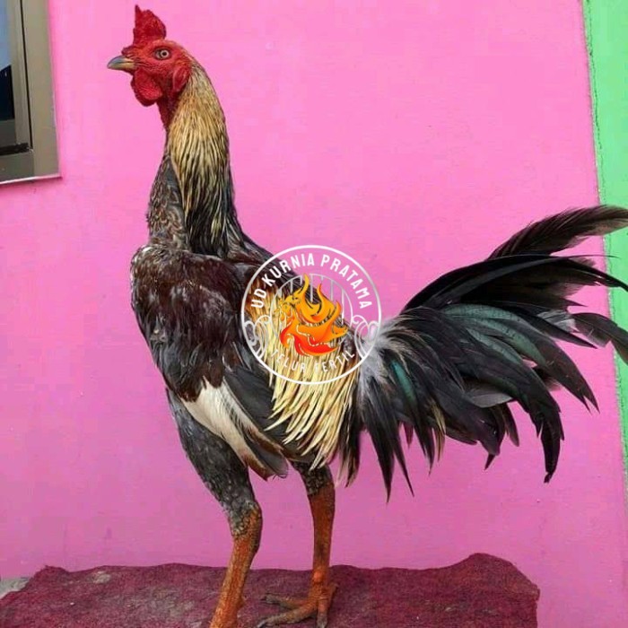 

Telur ayam bangkok pama mangon petarung fertil untuk ditetaskan UD KURNIA PRATAMA
