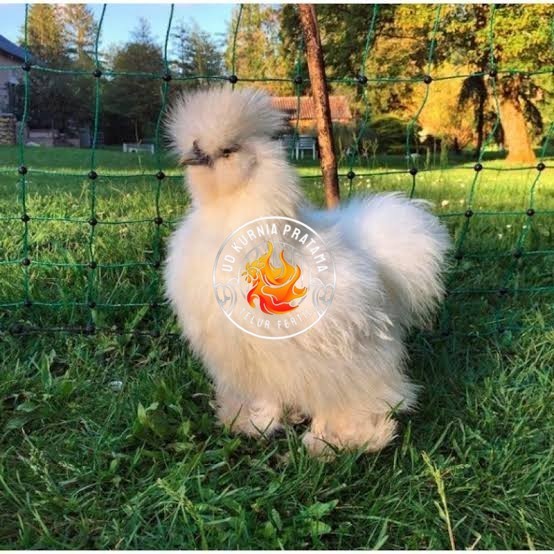 

Telur ayam kapas hias fertil asli siap ditetaskan - ayam kapas UD KURNIA PRATAMA