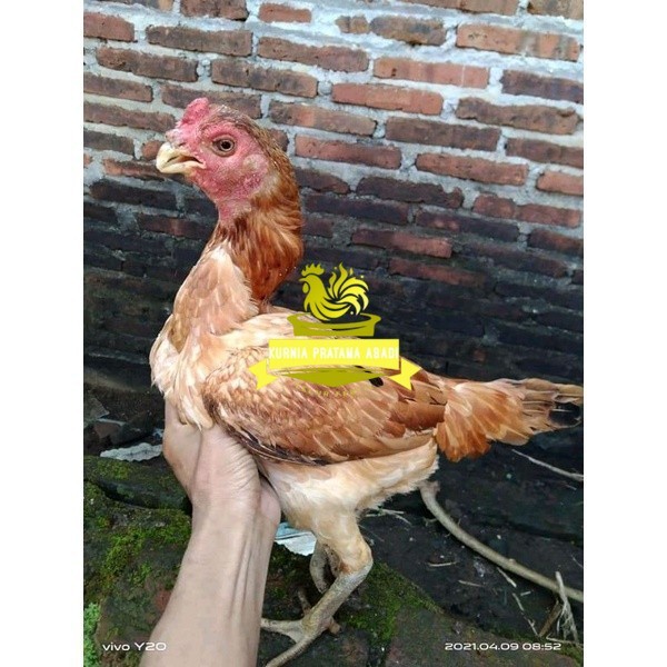 

Asel Beak Parrot terlur terlaris KURNIA PRATAMA ABADI