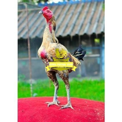 

Telur ayam bangkok shamo brazil / ayam petarung aduan siap ditetaskan KURNIA PRATAMA ABADI