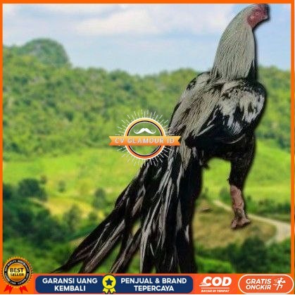 

telur Ayam Bangkok Clasik ekor lidi Fertil terlaris CV GLAMOUR ID