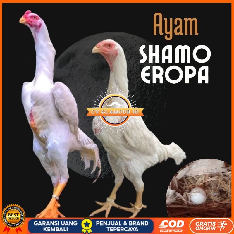 

telur ayam shamo eropa bisa untuk di tetaskan CV GLAMOUR ID