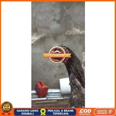 

Shamo Eropa Kelabu .Terlaris asli 100% CV GLAMOUR ID