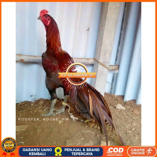 

Telur Ayam Pakhoy Jumbo Vertil Siap Di Tetaskan Jaminan Super Oiginal Bergaransi asli CV GLAMOUR ID