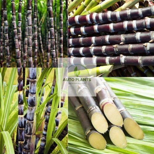 

Termurah!! Jual Tebu Hitam Per 1 Kg Herbal Alami