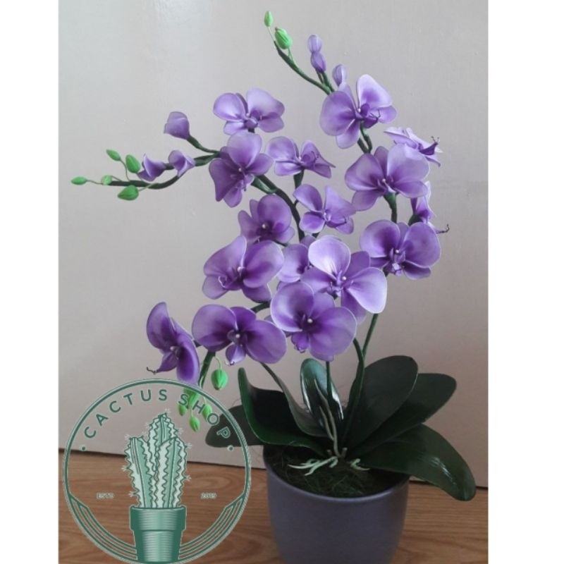 Promo Bunga Anggrek Bulan Dewasa Jumbo Bunga Ungu - Tanaman Hias Anggrek Bulan Dewasa Jumbo