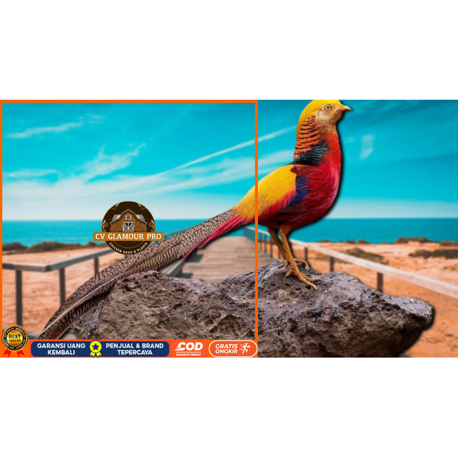

telur ayam hias goldenpheasant bisa untuk di tetaskan CV GLAMOUR PRO