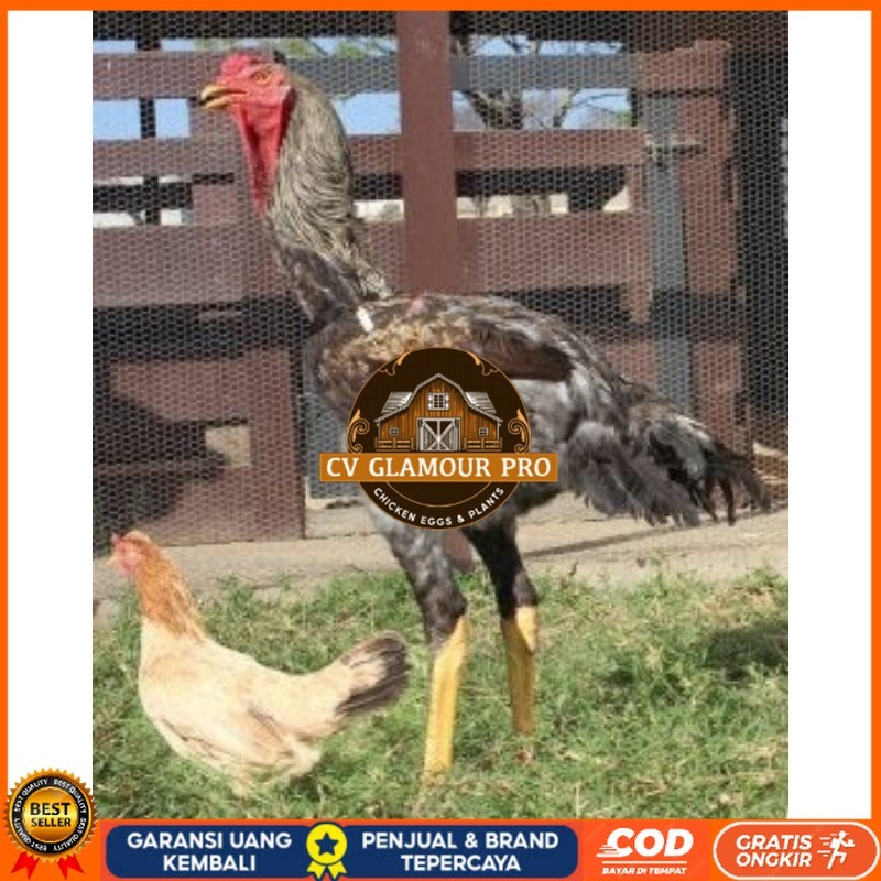 

TELUR AYAM AHMAD GIGANTE UNTUK DI TETASKAN CV GLAMOUR PRO