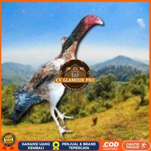 

telur ayam shamo eropa ori bisa untuk di tetaskan vertil super garansi CV GLAMOUR PRO