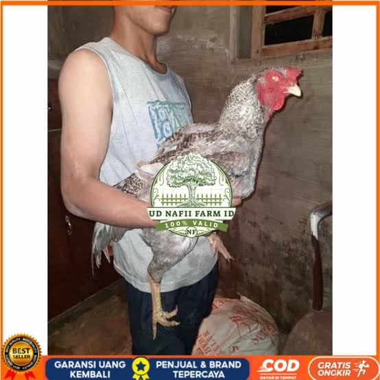 

Telur ayam gorila / gorilla jumbo siap ditetaskan UD NAFII FARM ID