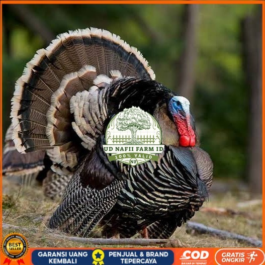 

Telur ayam kalkun jumbo fertil asli siap ditetaskan - ayam kalkun UD NAFII FARM ID