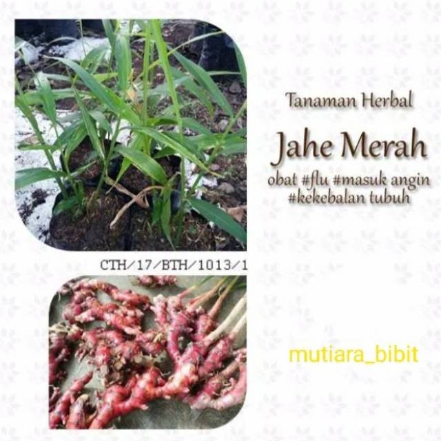 Bibit Jahe Merah Super Murah Siap Tanam