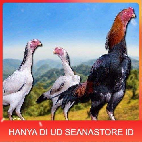 

telur fertil ayam shamo japan UD SEANASTORE ID