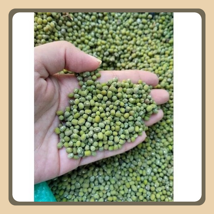 

1 Kg KACANG HIJAU / IJO KHUSUS TOGE TERMURAH | BIBIT BENIH | BERKUALITAS