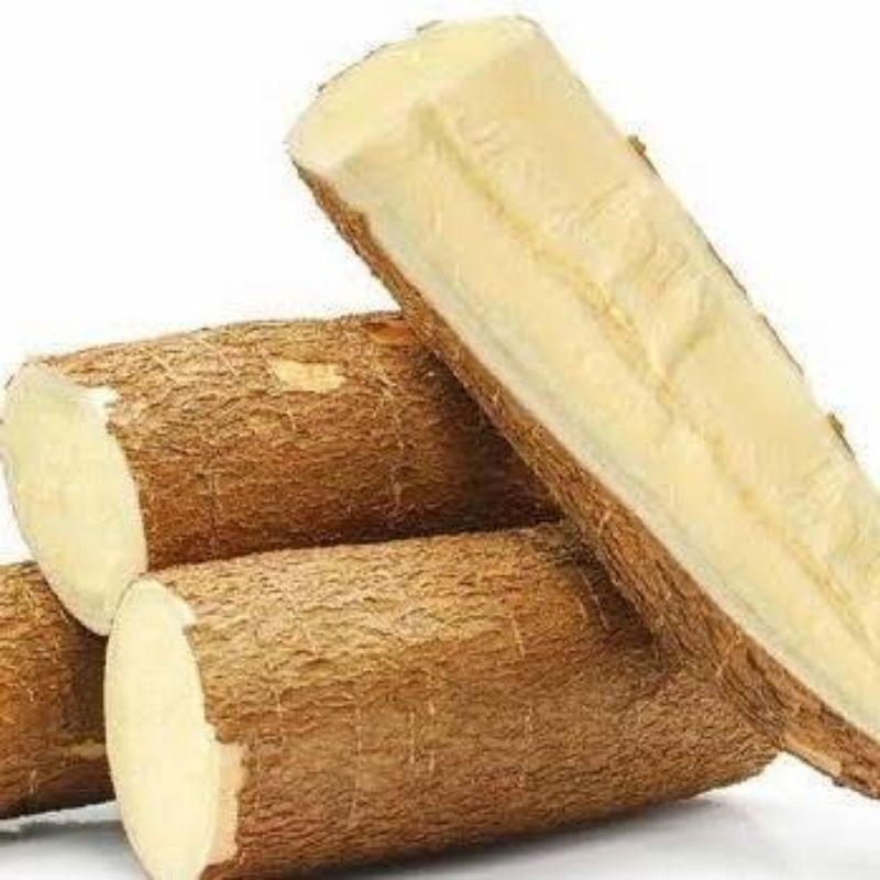 [COD] batang bibit singkong mentega BIBIT SINGKONG MENTEGA SUPER/POHON KEJU SUPER