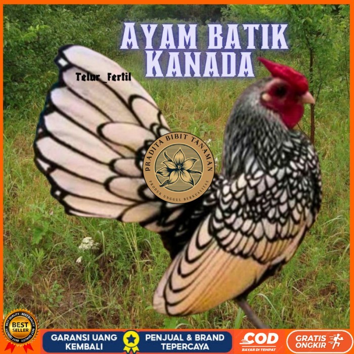 

telur ayam batik kanada / ayam kate hias untuk ditetaskan original berkualitas PRADITA BIBIT TANAMAN