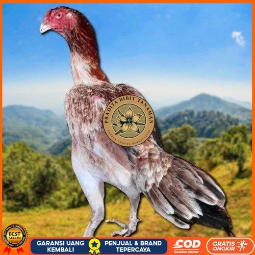 

telur ayam shamo eropa ori petarung bisa untuk di tetaskan PRADITA BIBIT TANAMAN