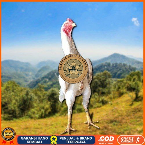 

telur tetas ayam shamo berkualitas PRADITA BIBIT TANAMAN