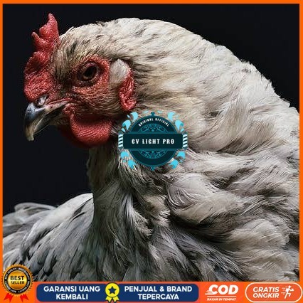 

Telur ayam arab / telur ayam hias / telur fertil siap cod CV LIGHT PRO