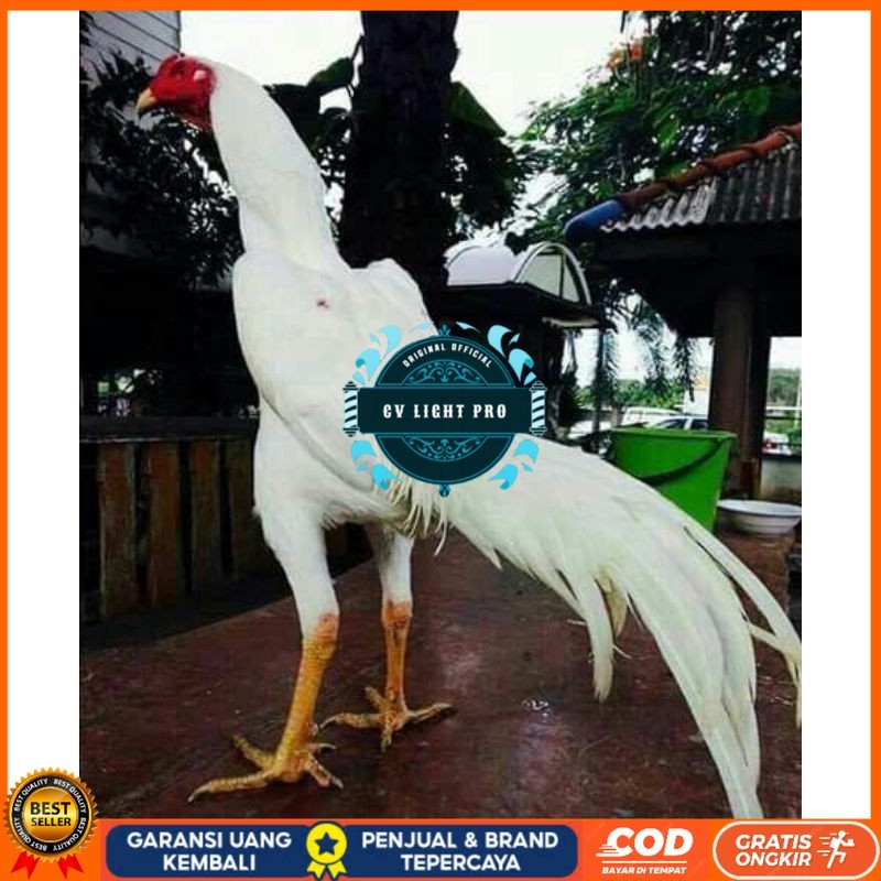 

EKOR LIDI PUTIH TELUR FERTIL CV LIGHT PRO