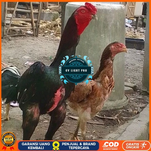 

telur ayam shamo eropa Tulangan besar bisa untuk di tetaskan CV LIGHT PRO