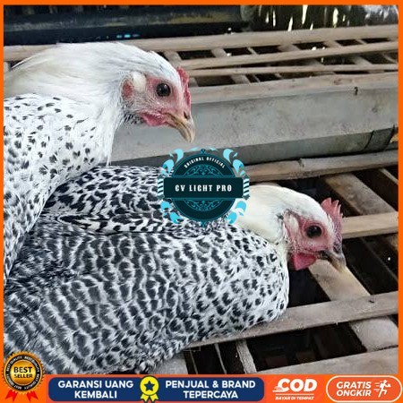 

Telur ayam arab / telur ayam hias / telur fertil siap kirim CV LIGHT PRO
