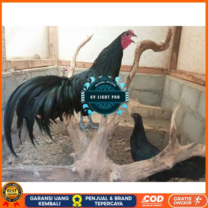 

TELUR AYAM HIAS BLACK SUMANTRA UNTUK DI TETASKAN CV LIGHT PRO