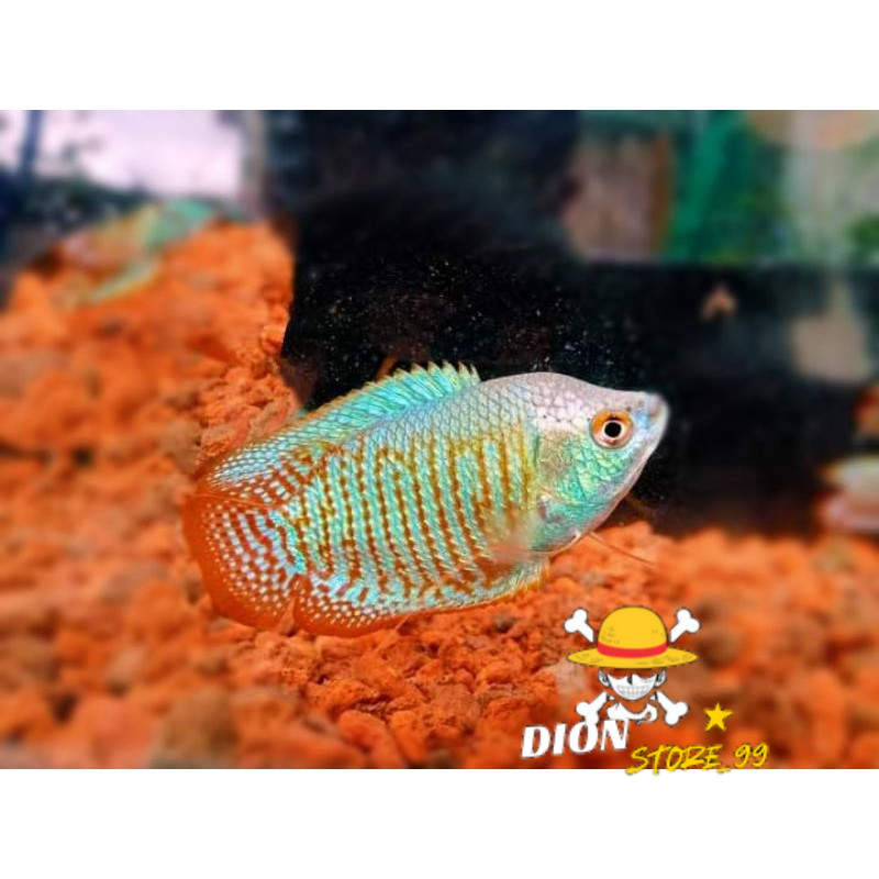 HIASAN AQUARIUM SEPASANG SEPAT ALLIUS RALLIS / GURAMI IMOET