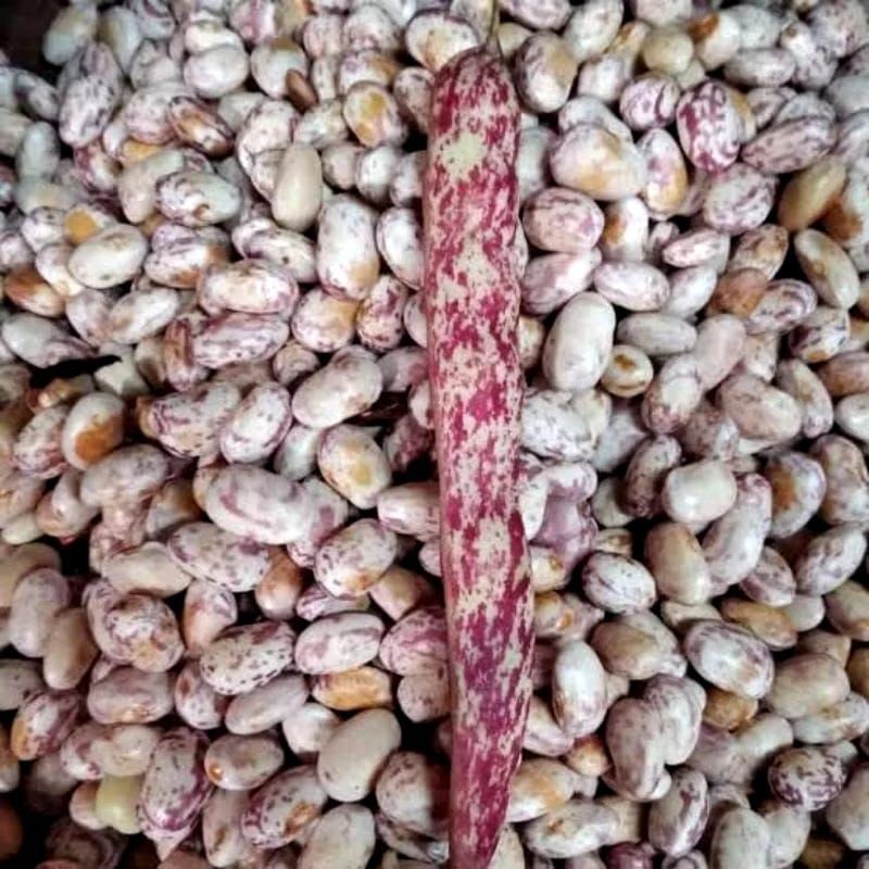 

DISKON GILA kacang ndul 250gr