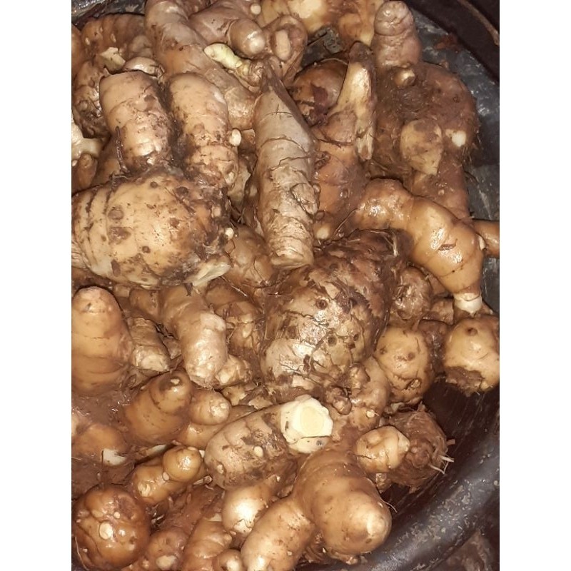 

temu putih 500 gr ready