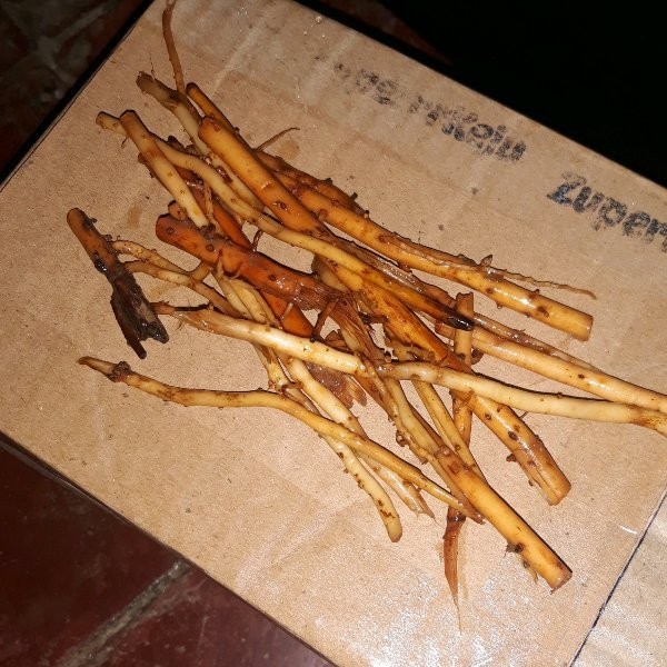 

Sahabattani Promo Akar Pinang Segar 1 Kg - GRATIS kunyit segar