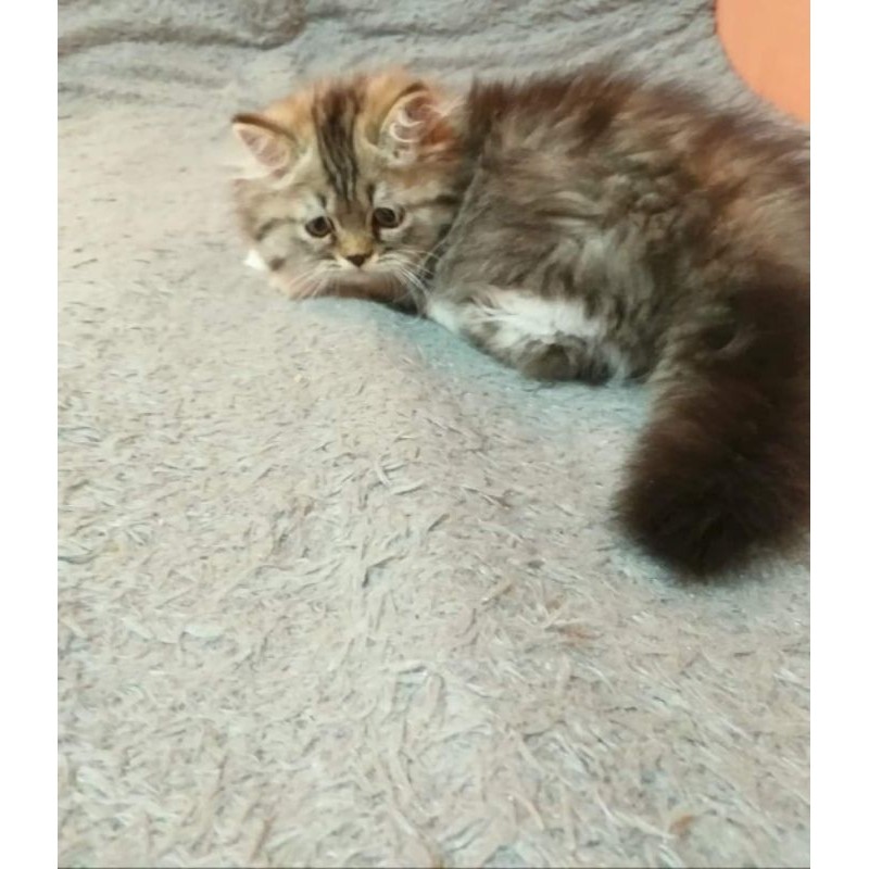 kucing cebol munchkin betina line import