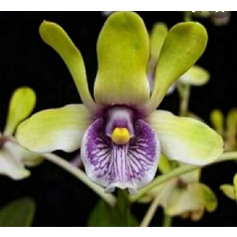 tanaman hias anggrek dendrobium besi//anggrek bunga papua