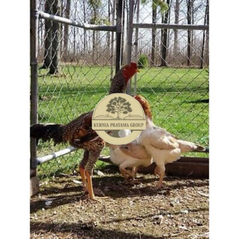 

TELURr FERTIL AYAM KINGGOR UNTUK DI TETASKAN KURNIA PRATAMA GROUP