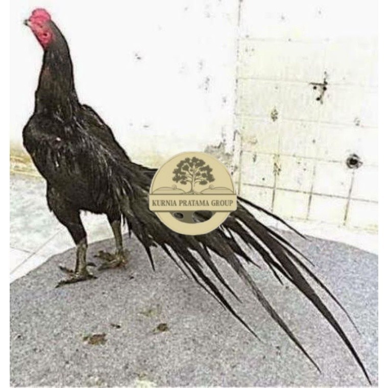 

TELUR AYAM MANGON GESIT TANGGUH UNTUK DI TETASKAN KURNIA PRATAMA GROUP