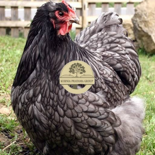 

Telur ayam bantam chocin / telur ayam hias / telur fertil siap tetas KURNIA PRATAMA GROUP