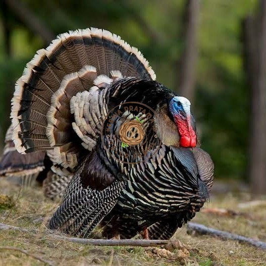 

Telur ayam kalkun jumbo fertil asli siap ditetaskan - ayam kalkun KURNIA PRATAMA ID