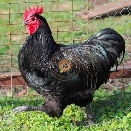 

Telur ayam black australorp / telur ayam hias / telur fertil siaptetas KURNIA PRATAMA ID