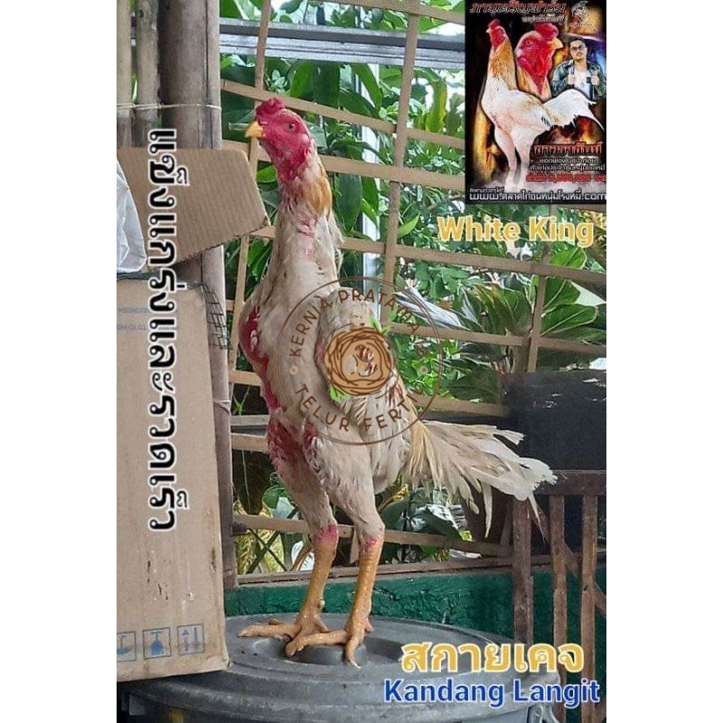 

COD TELUR FERTIL PLUCKER SUPER KURNIA PRATAMA ID