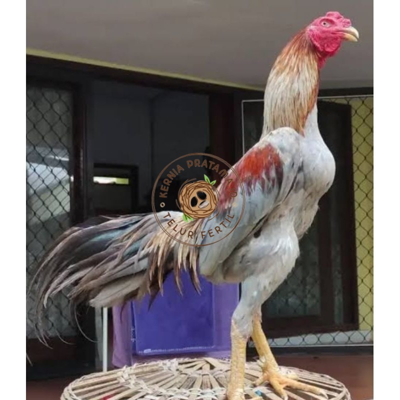 

Telur Ayam Bangkok Pakhoy kwalitas super telor Burung Hias untuk di tetaskan KURNIA PRATAMA ID