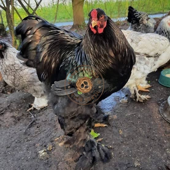 

Telur ayam brahma jumbo / telur ayam hias / telur fertil siap cod KURNIA PRATAMA ID