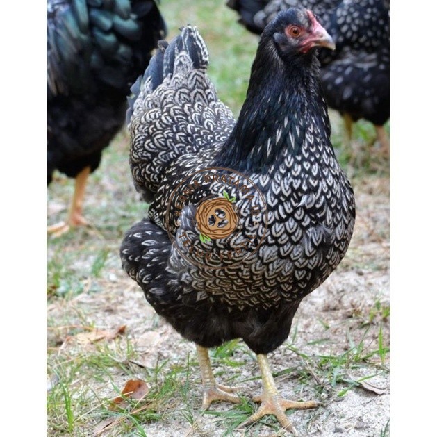

TELUR AYAM KUP KAMPUNG UNGGUL PETELUR UNTUK DI TETASKAN KURNIA PRATAMA ID