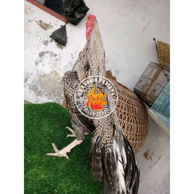 

TELUR ASEL PUKUL LARI INDUK JUARA.. PROMO UD KURNIA PRATAMA