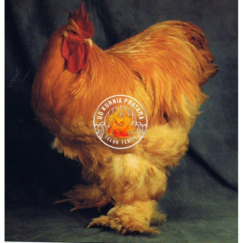 

TELUR AYAM HIAS BRAHMA GC isa untuk di tetaskan UD KURNIA PRATAMA