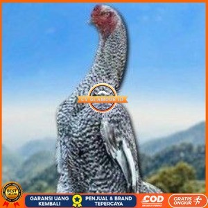 

telur tetas ayam shamo hias CV GLAMOUR ID