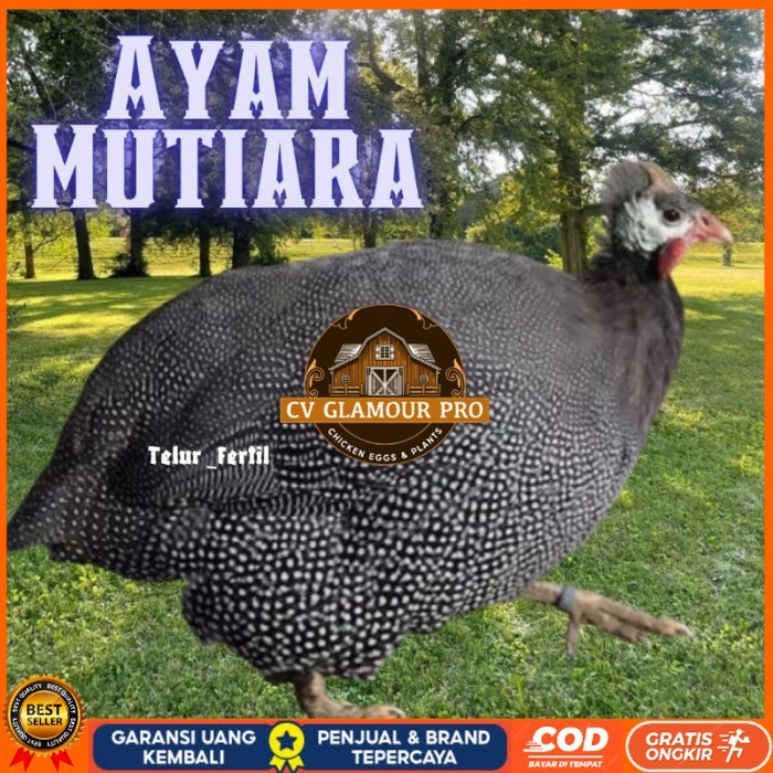 

telur ayam mutiara untuk tetaskan original berkualitas CV GLAMOUR PRO